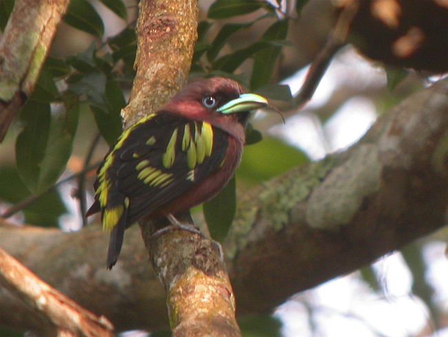 Eurylaimus javanicus atau burung Sempur-hujan Rimba