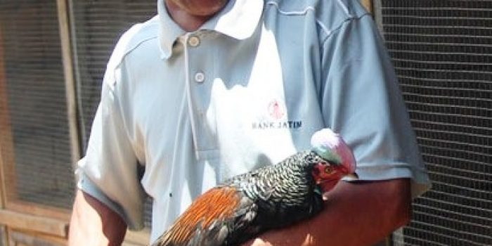 Lestarikan Ayam Hutan Dan Bekisar Ala Gunawan Plus Suara Bekisar