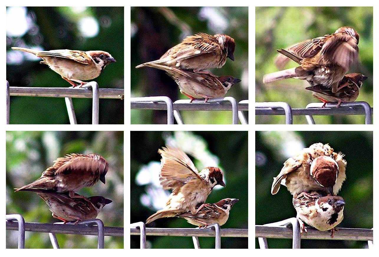 Koleksi Dp Bbm Bergerak Burung Kumpulan Gambar Meme Lucu
