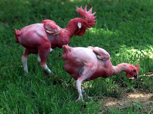 Dua ayam tanpa bulu di Hebrew University di Rehovot, Israel