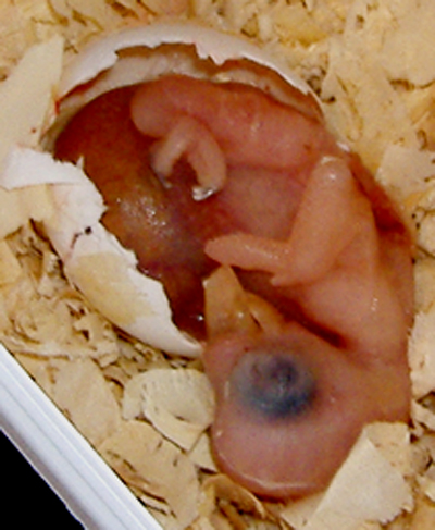 Embrio yang mati di dalam telur.(foto: avianweb.com)