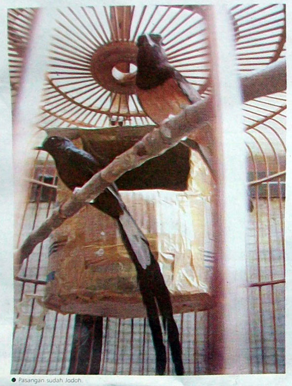 Sangkar gantung untuk penangkaran  burung OM KICAU