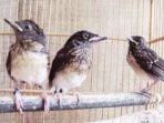pernak-pernik penangkaran burung murai batu
