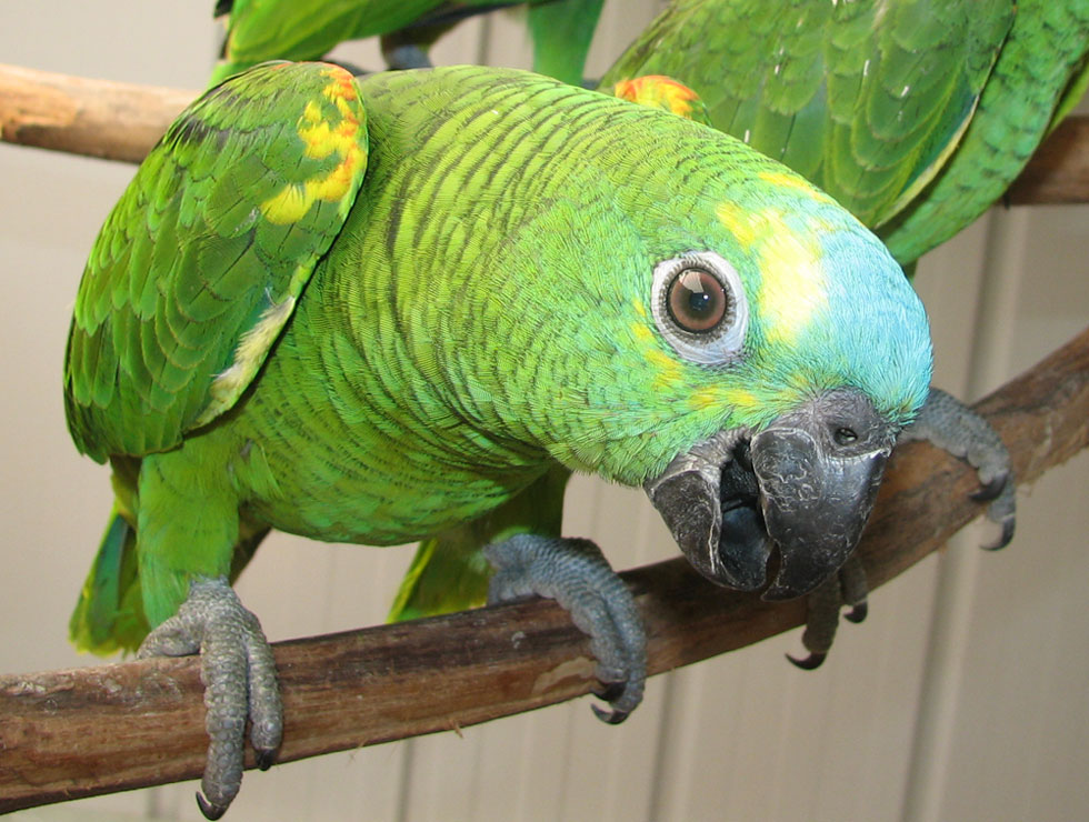 blue-fronted-amazon-parrot-01