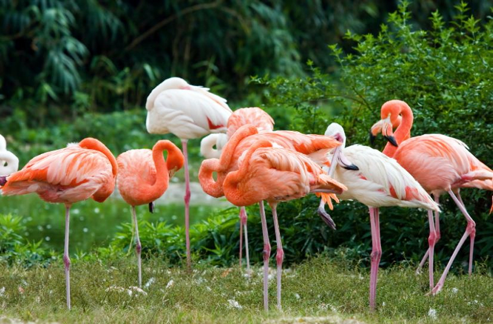 Фламинго интересная. Фламинго. Розовый Фламинго. Интересные факты о Фламинго. Фламинго фото.