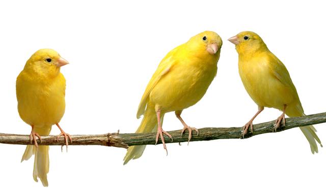 canaries (1)