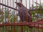 Burung Cucakrowo