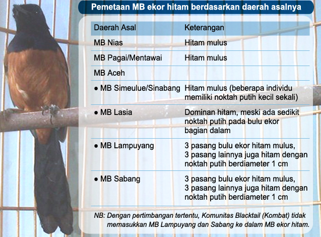 Persilangan murai batu berbeda warna dan panjang ekornya ...