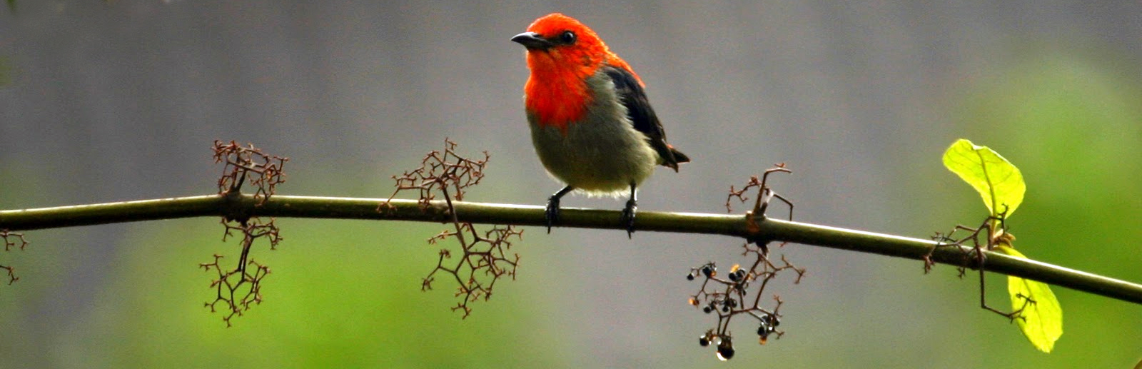 Burung Kemade Sebagai Pendamping Pleci Anda OM KICAU