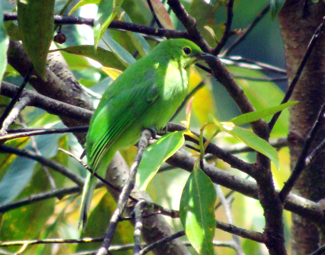 iCucaki ihijaui ikepalai ikuningi burung endemik Sumatera kini 