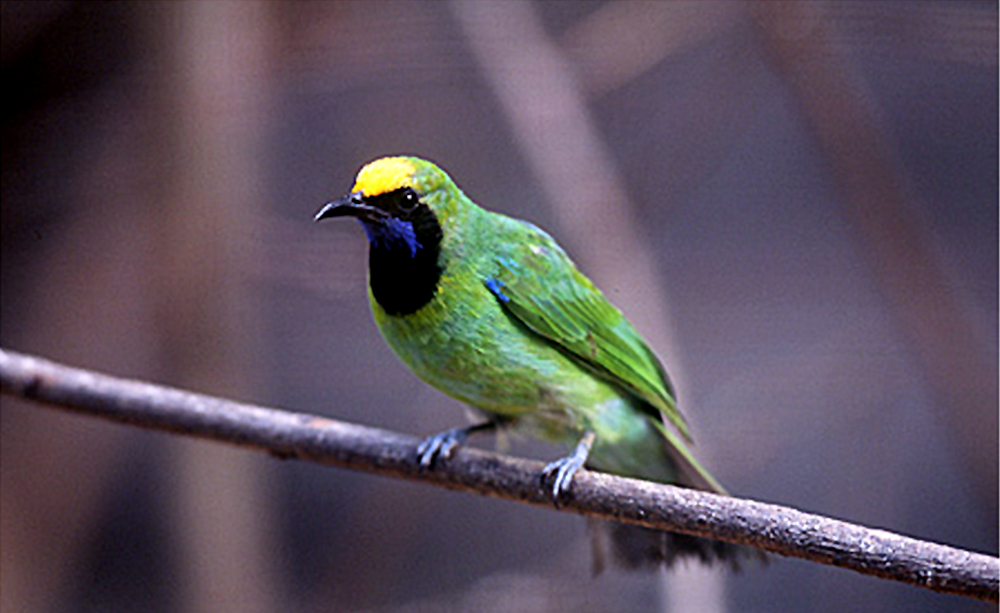 Cucak hijau  kepala kuning  burung endemik Sumatera kini 