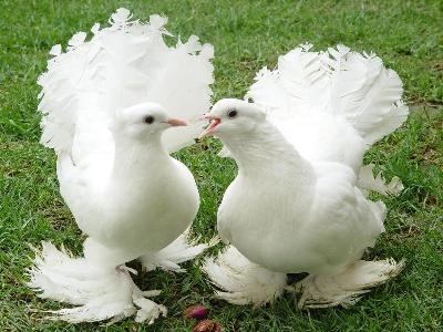 fantail-pigeon