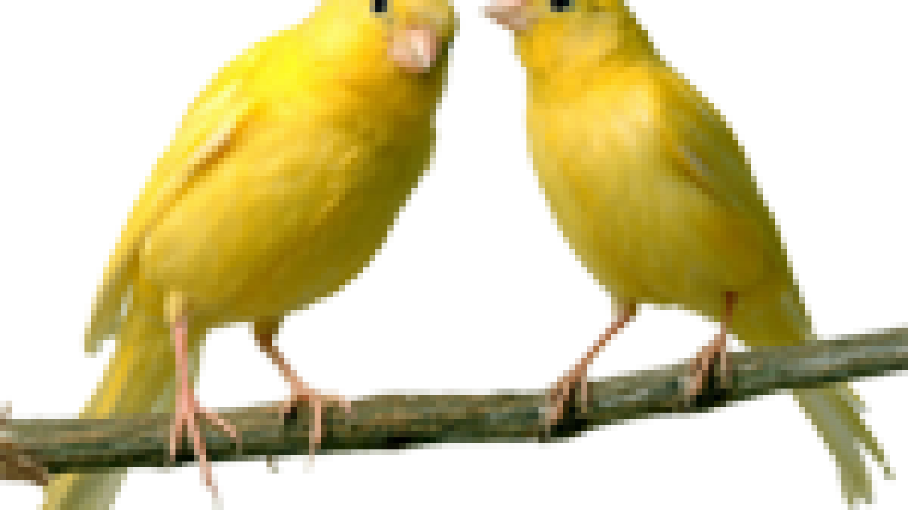 Bulu Ayam Clipart - Gudang Gambar Vector PNG