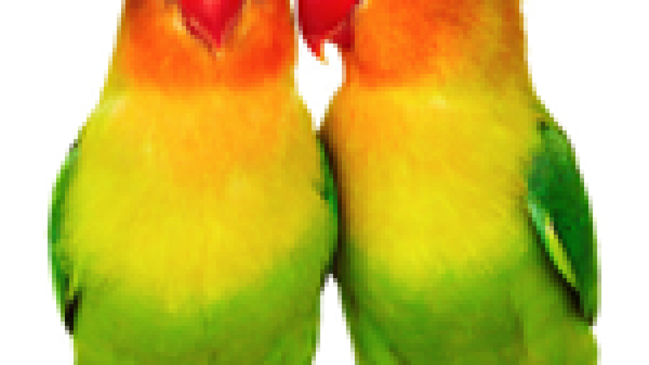 450+ Sketsa Gambar Burung Love Bird HD Terbaik