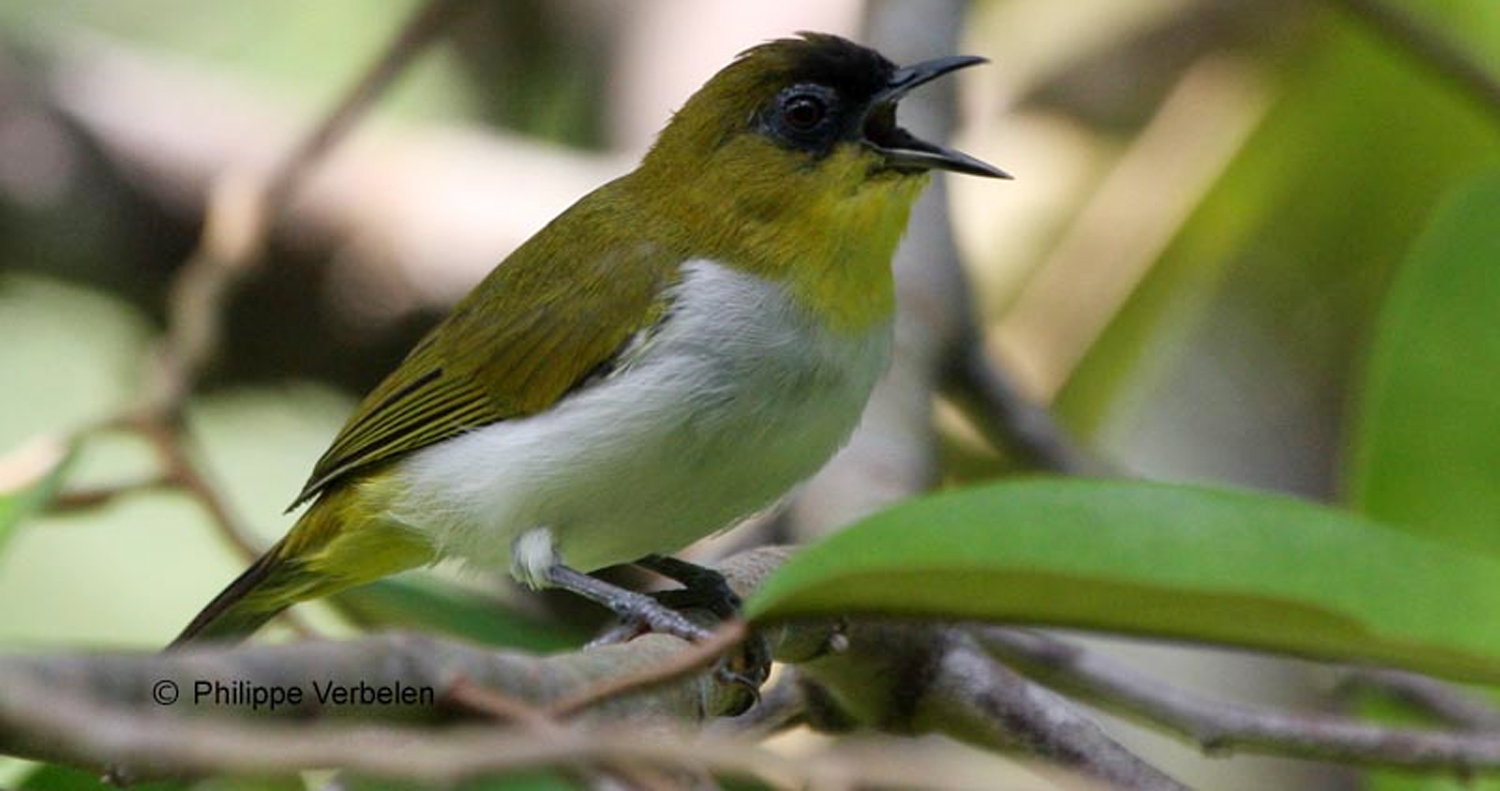 Delapan Jenis Burung Baru Di Indonesia Sepanjang Tahun 2008 2012