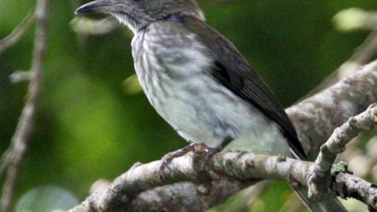 Featured image of post Perbedaan Burung Siri Siri Jantan Dan Betina Bila dilihat sekilas kedua jenis lovebird baik yang jantan dan betina memang