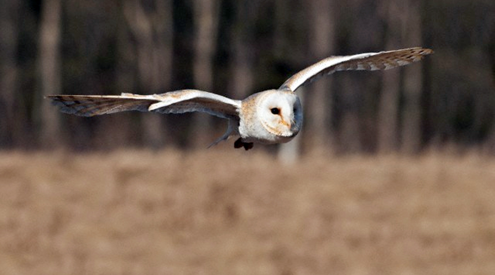 7400 Gambar Burung Hantu Barn Owl HD Terbaru