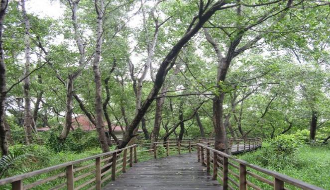 Hutan bakau yang rindang di kawasan Muara angke menjadi salah satu alternatif tujuan wisata alam di Jakarta
