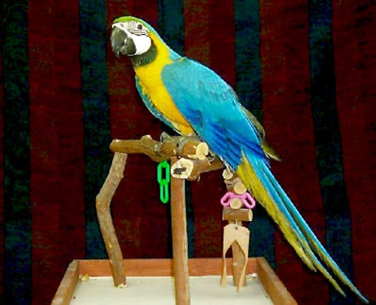Blue and gold macaw: Umur 1 bulan seharga Rp 17 juta.