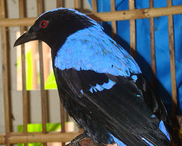 Warna bulu kombinasi hitam dan biru membuat penampilan cucak gadung terlihat elegan.