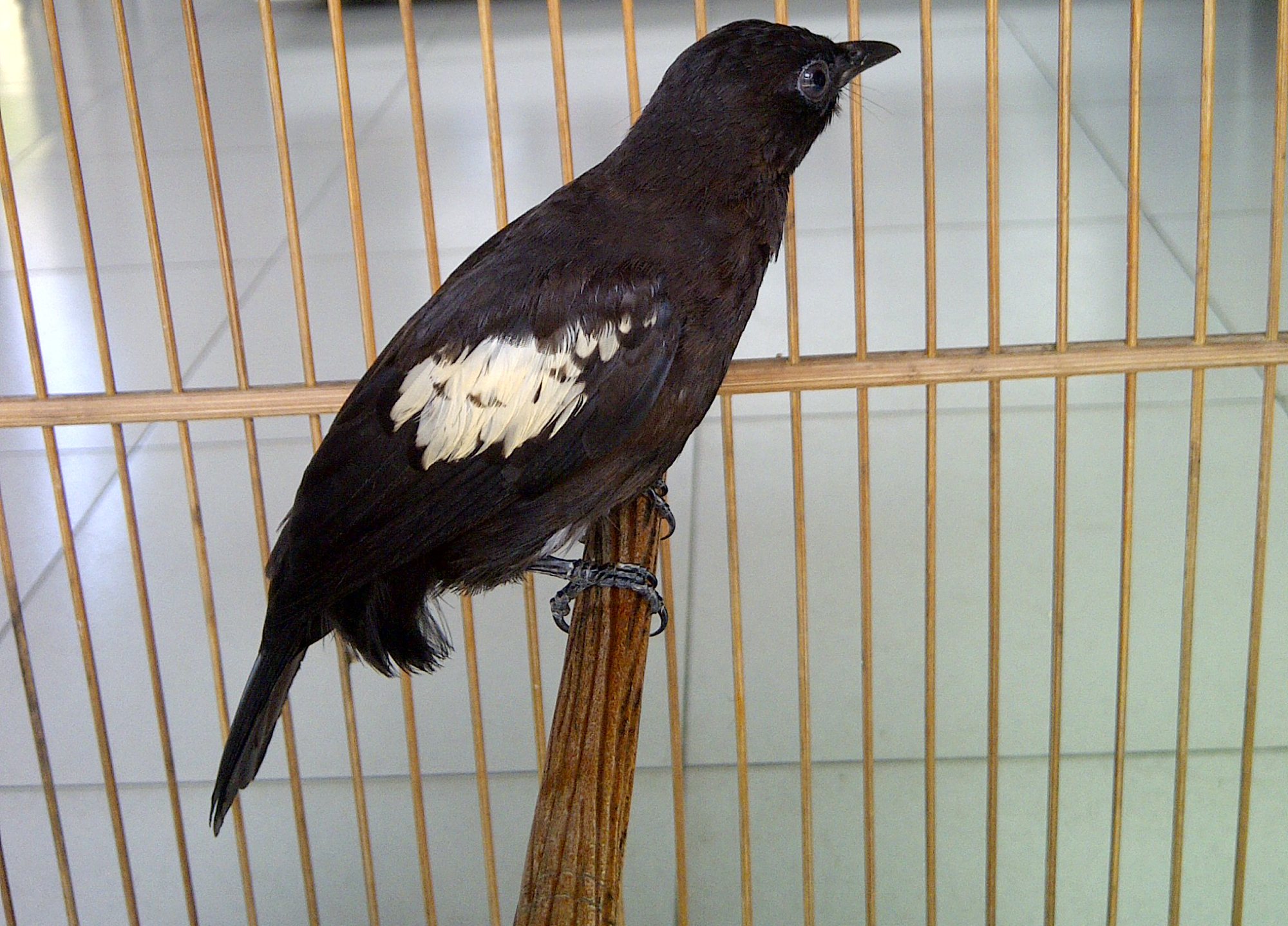Burung cucak hitam koleksi Om Adry Ryadi Bangka.