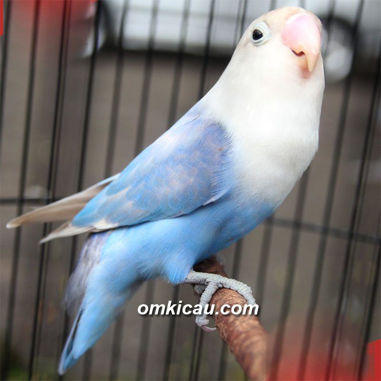 35++ Burung labet biru putih terbaru