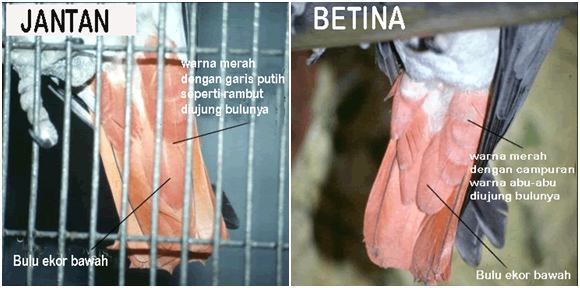 PERBEDAAN JANTAN BETINA DILIHAT DARI WARNA BULU EKOR BAGIAN BAWAH.