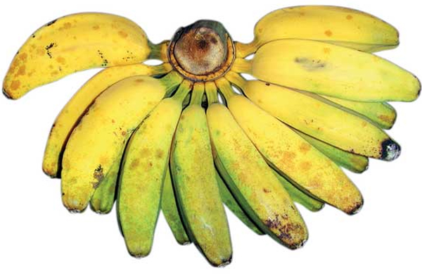 pisang-kepok