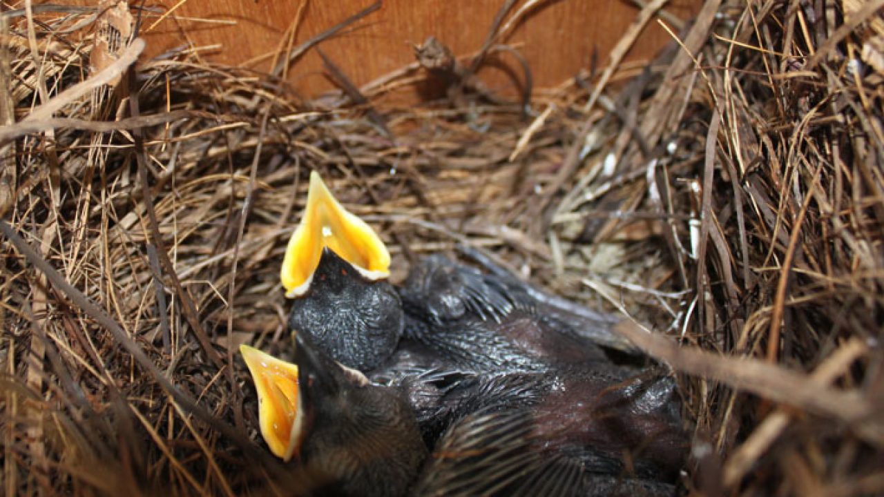 35+ Harga burung kacer betina siap ternak terupdate