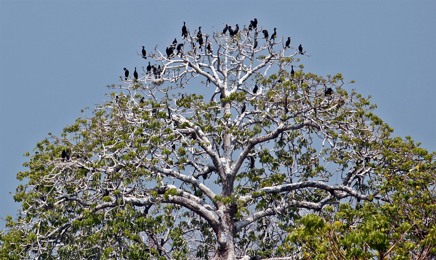 Sekawanan burung hinggap di pohon, sehingga terlihat seperti pohon burung