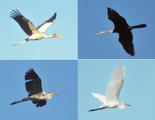 Foto kolase beberapa jenis burung di Pulau Rambut. Dari kiri atas (searah jarum jam): Bluwok, pecuk ular, kuntul sedang, dan cagak abu. (Foto: Antara/Zabur Karuru)