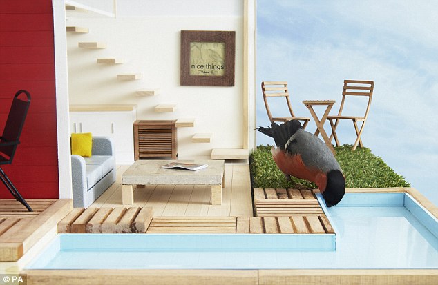 Grand Desain : Burung finch sedang menikmati kolam air yang tersedia di dalam rumah burung ini