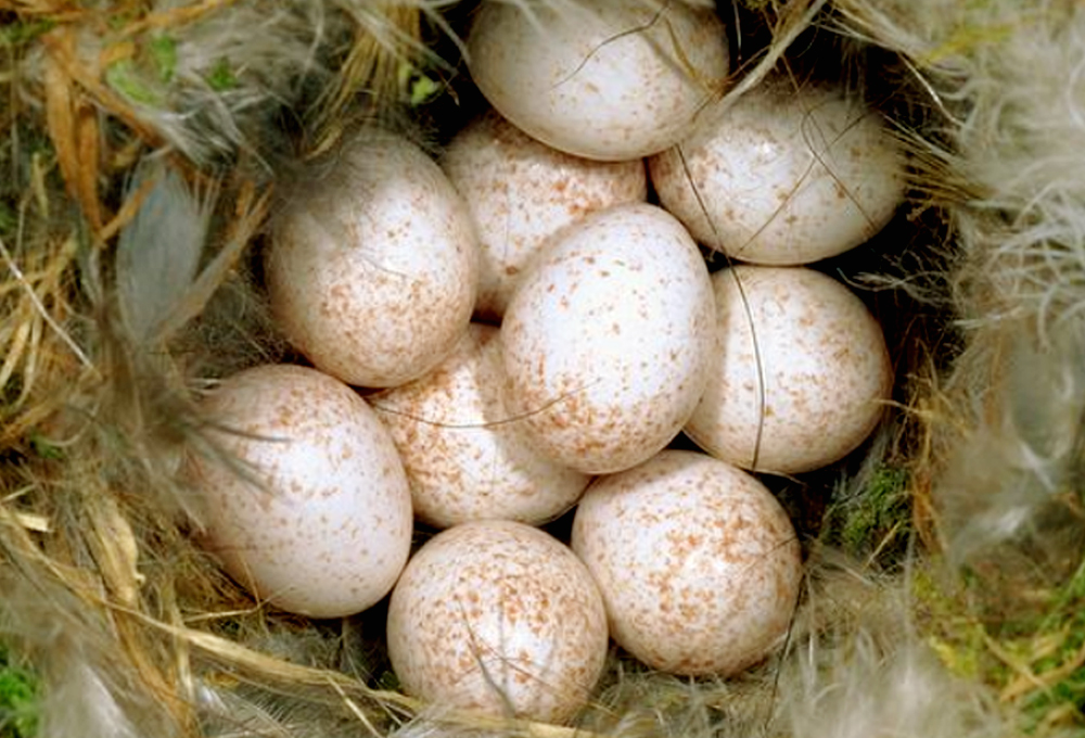 Buah cinta blue tit betina menghasilkan sejumlah telur, yang sebagian dibuahi selingkuhannya.