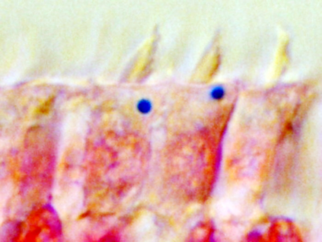 Sel dari telinga bagian dalam merpati diwarnai dengan bahan kimia yang menyala biru terang besi dalam warna. (Foto: Institut Patologi Molekuler)