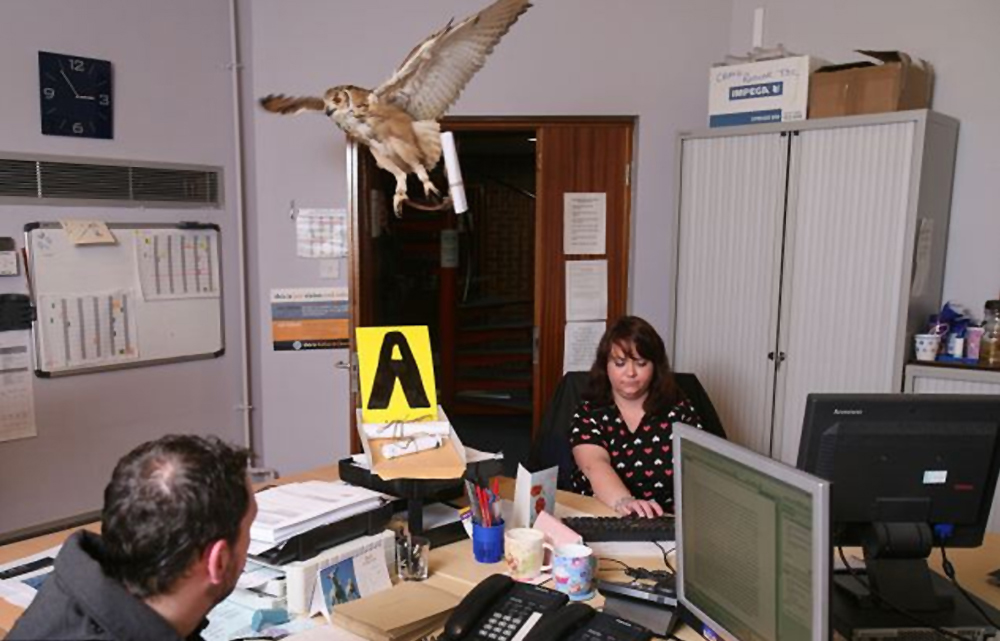 Burung hantu memamerkan keahliannya membawa surat di ruang kerja Amy Smith dan rekannya di KOC.