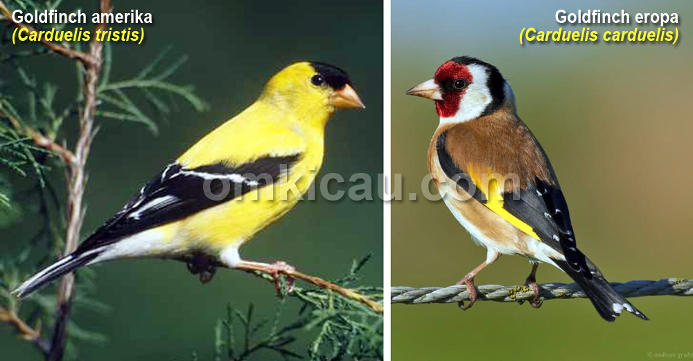 Dua jenis goldfinch paling popular saat ini.