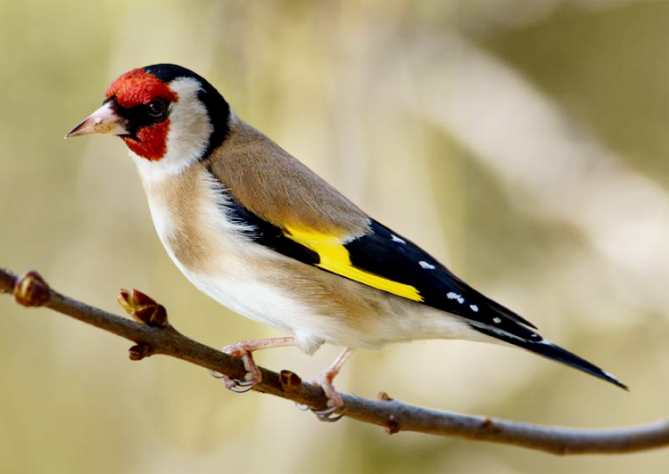 Kicauan goldfinch tajam, berisik, melengking-lengking, tapi merdu.