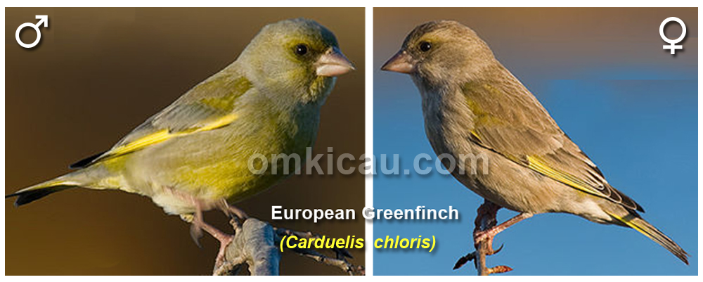 greenfinch-sexing