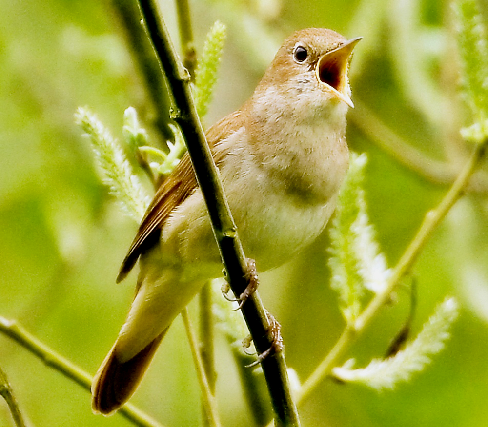 audio burung nightingale