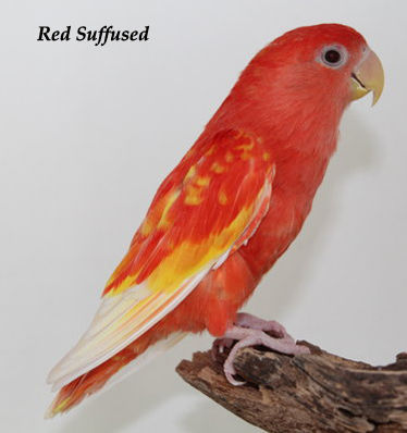 Perbedaan pandangan tentang lovebird merah blorok merah 