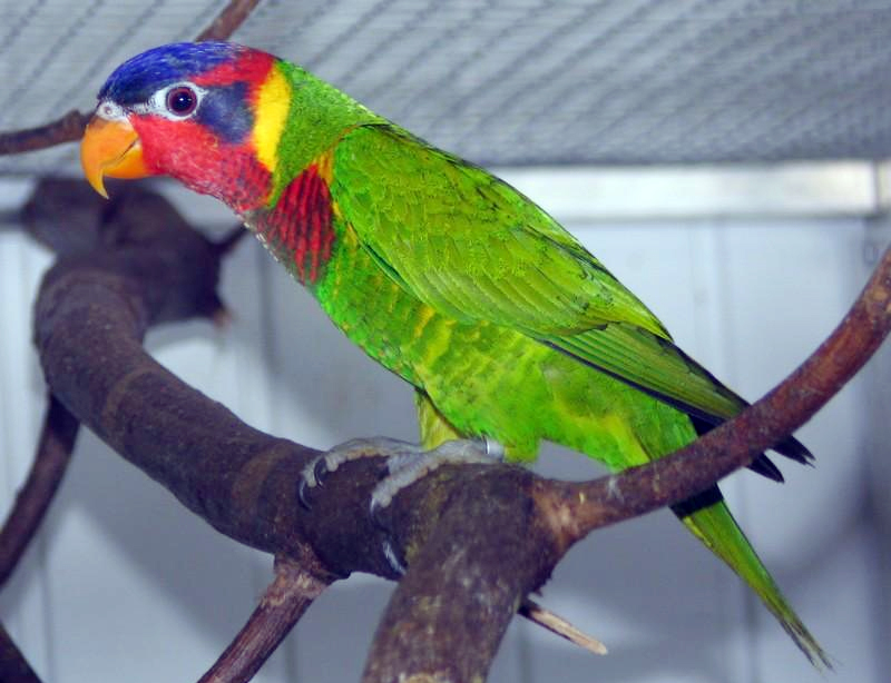 Burung Terunik Di Indonesia: Kenali Lebih Dekat Burung Perkici