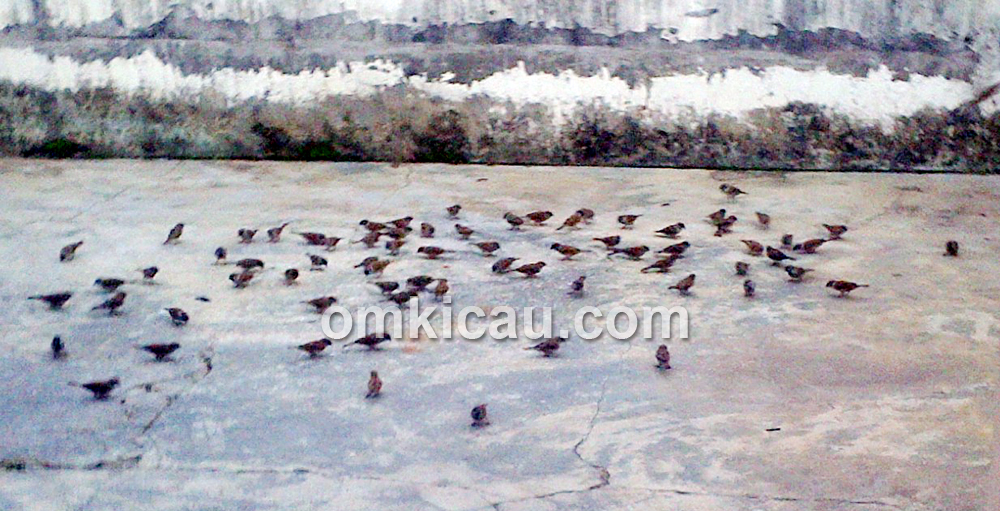 Kawanan burung gereja yang mampir ke halaman rumah Om Kelana Lana di Jambi.