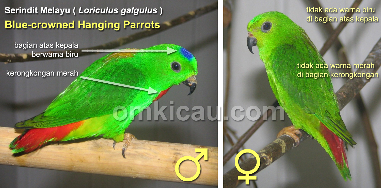 Perbedaan burung serindit jantan (kiri) dan betina.