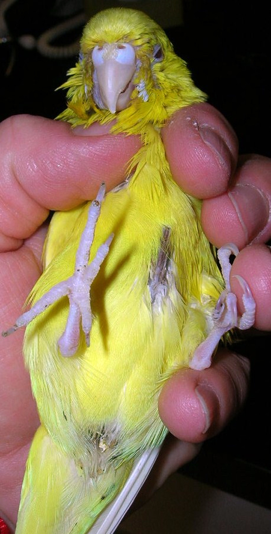 Cara memegang burung yang mengalami egg binding.