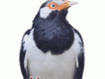 Jalak suren