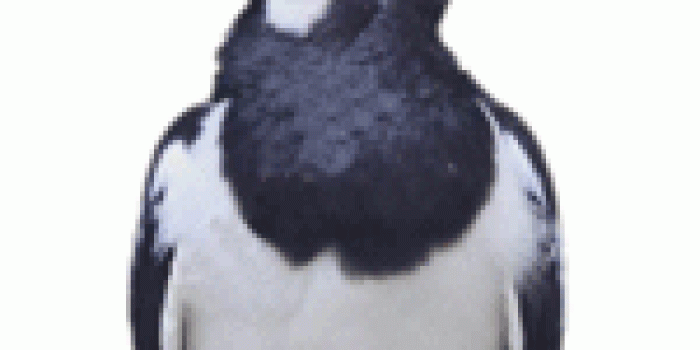 Jalak suren