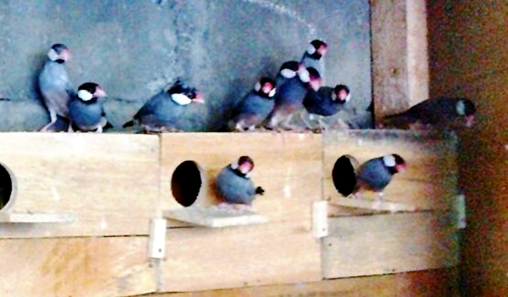 Beberapa metode penjodohan burung untuk pemula – OM KICAU