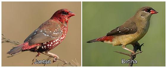 Perbedaan burung jantan dengan burung betina pada saat masa kawin