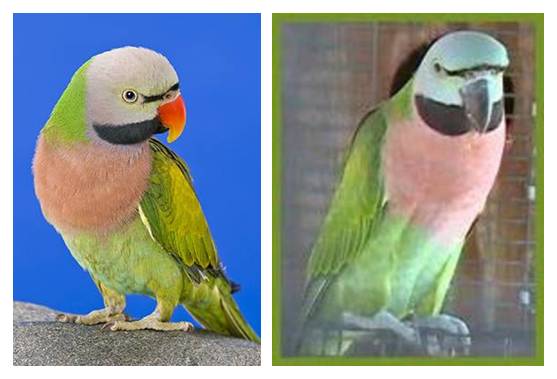 Burung betet jantan dewasa (kanan) dan burung betet betina dewasa (kiri)