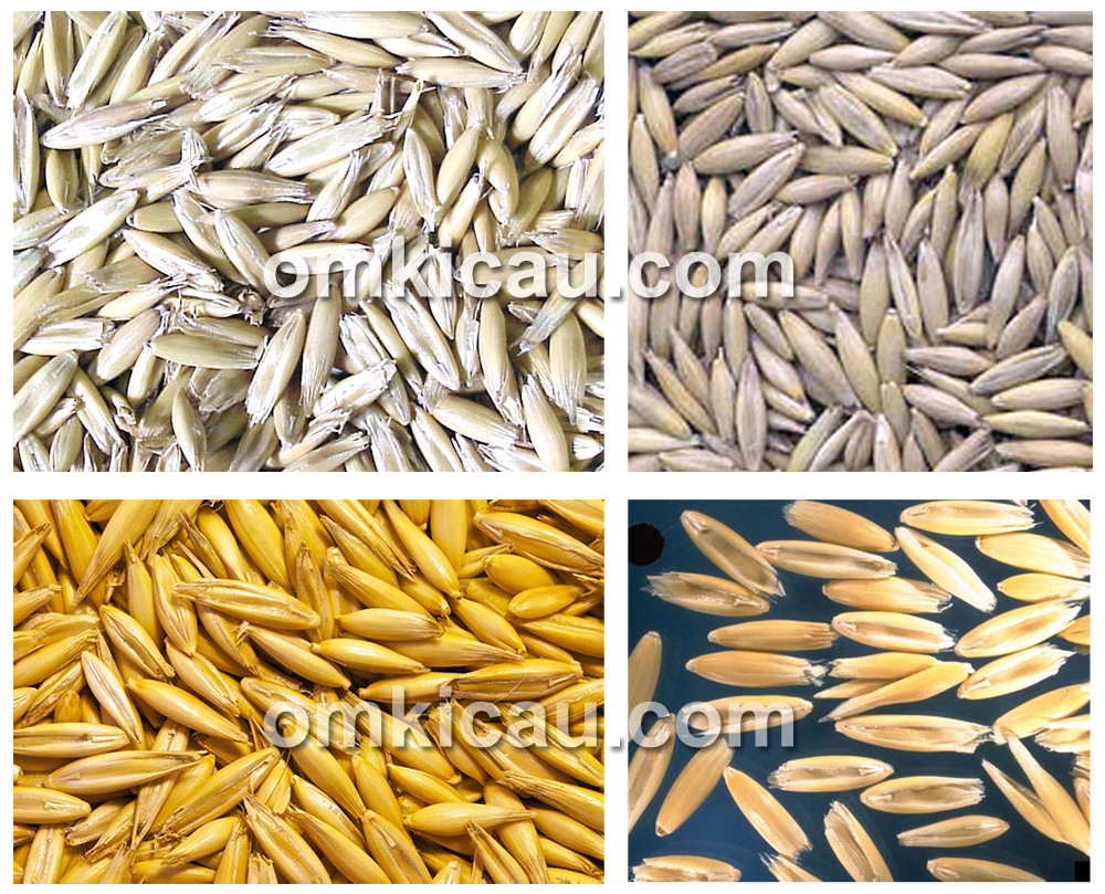 Ragam biji oat / haver dalam beberapa varietas.